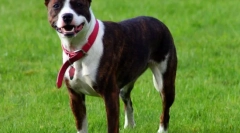 Куче стафордшир териер (фото): силен, паметен и љубезен милениче